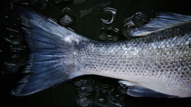 El Auge de la Nutricosmética: Cómo Esta Nueva Disciplina Alimentaria Revoluciona el Cuidado de la Piel desde Dentro