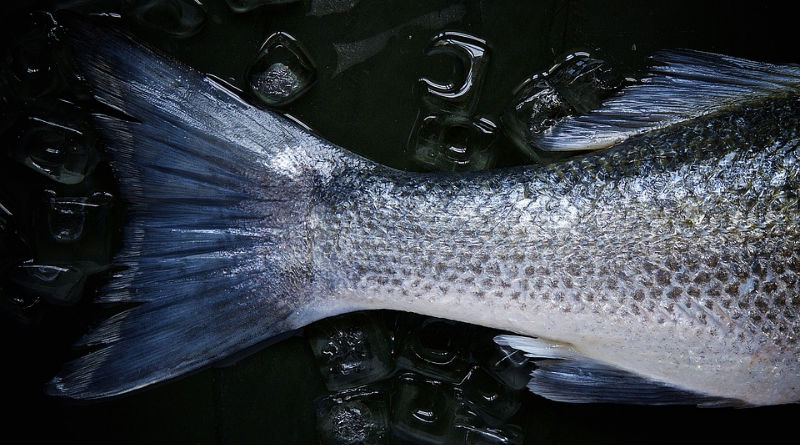 El Auge de la Nutricosmética: Cómo Esta Nueva Disciplina Alimentaria Revoluciona el Cuidado de la Piel desde Dentro El Auge de la Nutricosmética: Cómo Esta Nueva Disciplina Alimentaria Revoluciona el Cuidado de la Piel desde Dentro