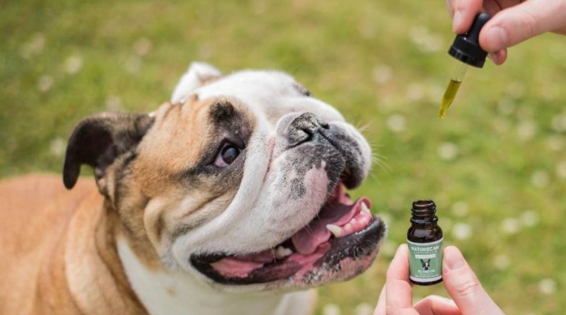 Guía Completa sobre el Uso de CBD para Perros: Beneficios, Dosificación y Consideraciones Esenciales