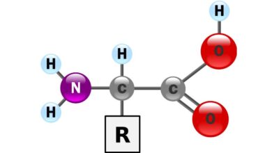 Descubre los 5 Beneficios Esenciales de los Aminoácidos para Mejorar Tu Salud en 2026 y Más Allá Descubre los 5 Beneficios Esenciales de los Aminoácidos para Mejorar Tu Salud en 2026 y Más Allá