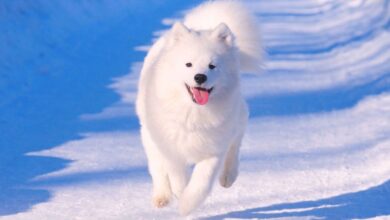 El Samoyedo: Guía Completa sobre esta Maravillosa Raza de Perros que Roba Corazones