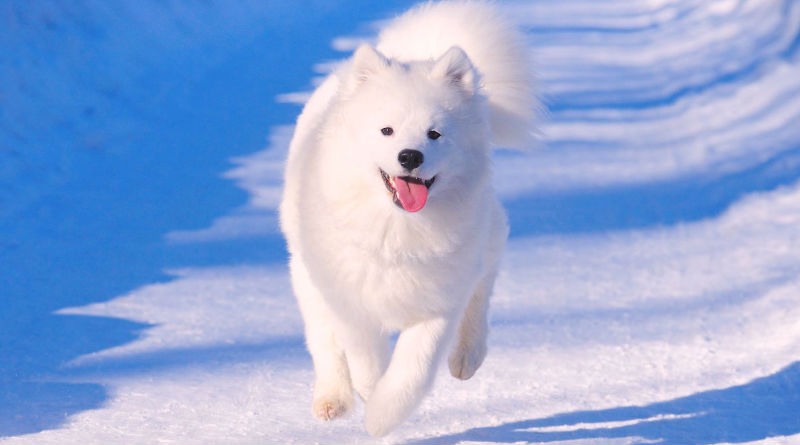 El Samoyedo: Guía Completa sobre esta Maravillosa Raza de Perros que Roba Corazones