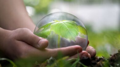 Fitoestrógenos: ¿Qué Son y Cuáles Son sus Beneficios para la Salud? Descubre Todo sobre Este Nutriente Esencial Fitoestrógenos: ¿Qué Son y Cuáles Son sus Beneficios para la Salud? Descubre Todo sobre Este Nutriente Esencial