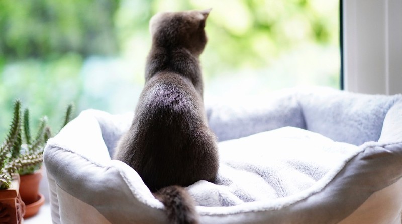 Solo un 5% de las casas en alquiler aceptan mascotas: La dificultad de encontrar vivienda pet-friendly en el mercado actual