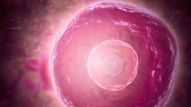 Guía Completa sobre Qué Son, Valores Normales y Enfermedades Relacionadas: Todo lo que Necesitas Saber