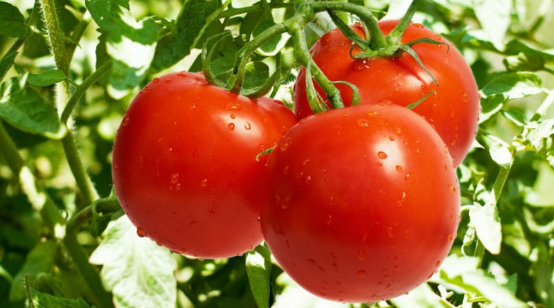 Guía Completa para Plantar Tomates en el Huerto: Pasos Esenciales para Cultivar la Mejor Cosecha Guía Completa para Plantar Tomates en el Huerto: Pasos Esenciales para Cultivar la Mejor Cosecha