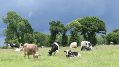 Leche de Pastoreo: Diferencias Clave con la Leche Convencional y sus Beneficios para la Salud y el Medio Ambiente