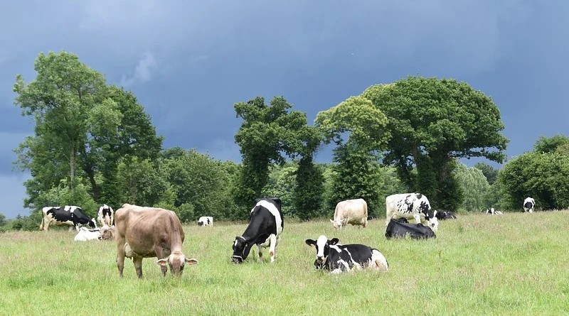 Leche de Pastoreo: Diferencias Clave con la Leche Convencional y sus Beneficios para la Salud y el Medio Ambiente