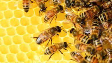 Prevención de Riesgos en la Apicultura: Clave para Asegurar la Salud de las Abejas y la Sostenibilidad del Sector Prevención de Riesgos en la Apicultura: Clave para Asegurar la Salud de las Abejas y la Sostenibilidad del Sector